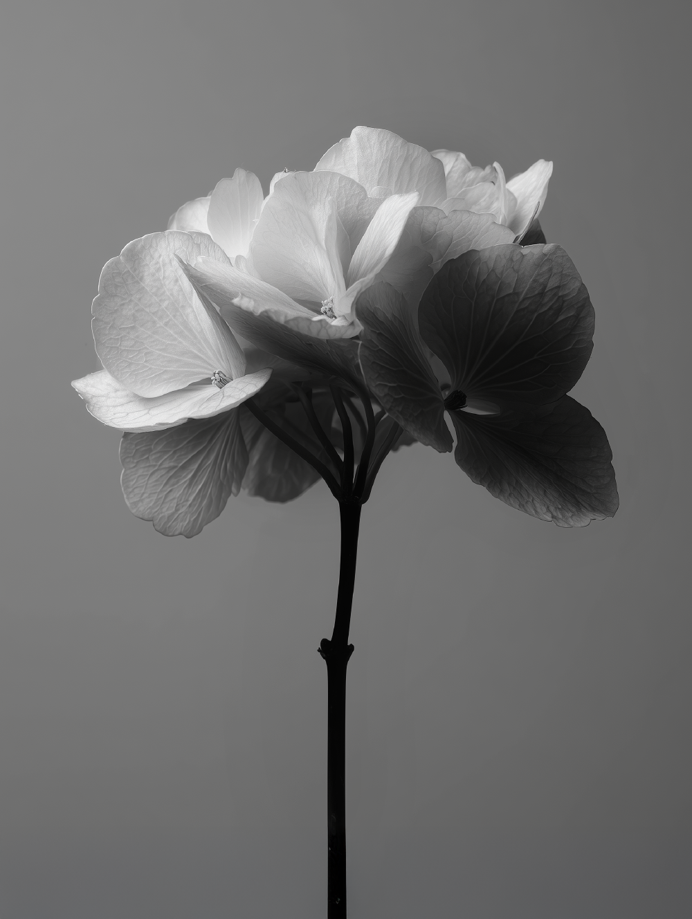 luxe, bijoux, accessories, luxury, paris, dior, cartier, packshot, advertising, pub, campagne, affichage, flower, fleurs, cosmétiques