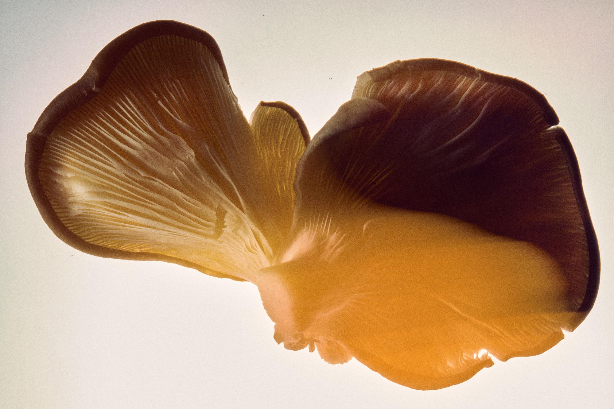 food, photography, stilllife, lifestyle, champignon, texture, foodporn, light, studio, packshot,
